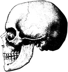 Old skull profile