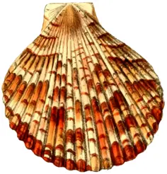 Colorful empty shell