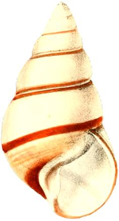 Shell with lines