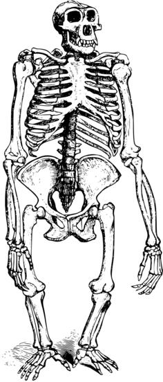 Gorilla skeleton