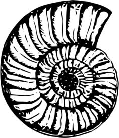 Shell fossil