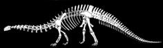 Dino's bones