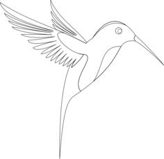 Colibri sketch
