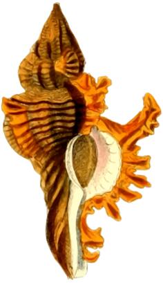 Yellow sea shell