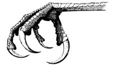 Bird claw