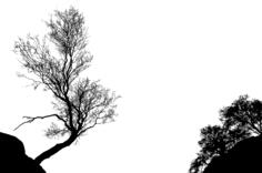 Trees dilhouette