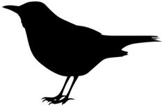 Blackbird silhouette