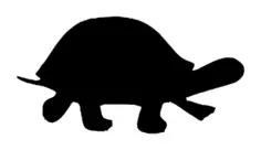 Black turtle