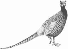 Pheasant