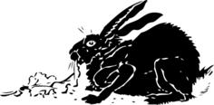 Black rabbit