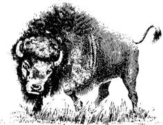 Buffalo drawing