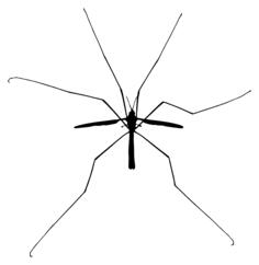 Insect silhouette image