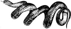 Spiral snake