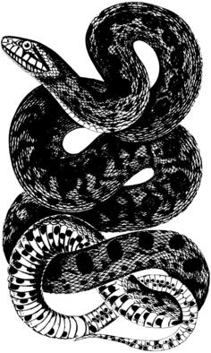 Wrapped snakes