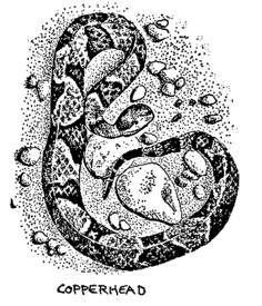Copperhead snake