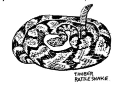 Timber rattle snake