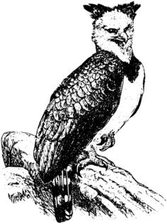 Harpy eagle