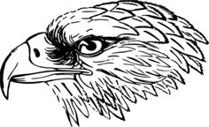 Eagle's head