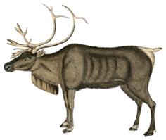 Vintage reindeer