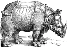 Rhino image