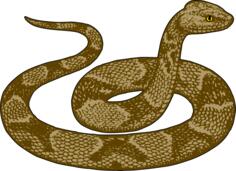 Copperhead snake image