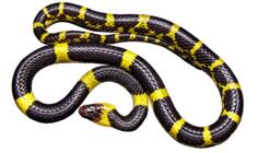 Yellow and black snake