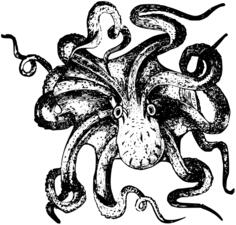 Octopus drawing