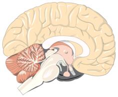 Realistic brain