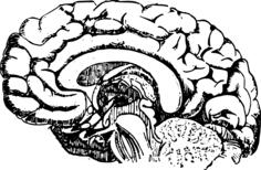 Brain diagram