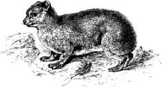Hyrax drawing
