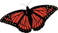 Monarch butterfly