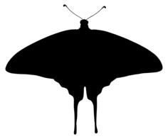 Arty butterfly
