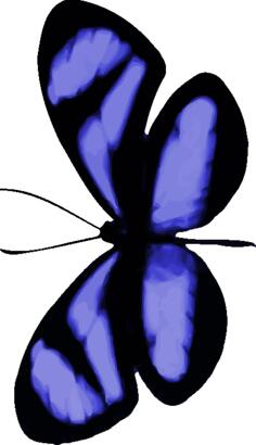 Bluish butterfly
