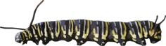 Encyclopedia silkworm