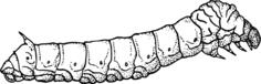 Silkworm illustration
