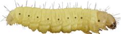 Encyclopedia caterpillar