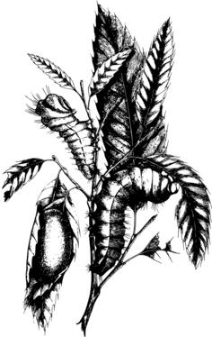 Caterpillars