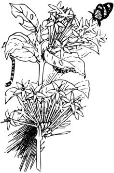 Butterfly and larvae