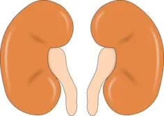 Illustration of kidneys