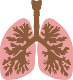 Lungs and bronchus