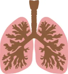 Lungs and bronchus