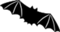 Black bat
