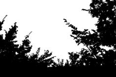 Nature's silhouette