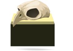Bird skull