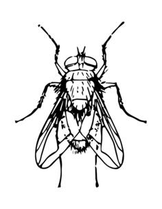 Blow fly