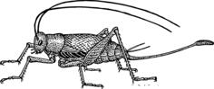 Cricket image