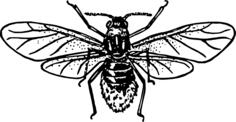 Plant bug