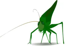 Grasshopper with shadow