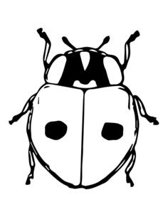 Lady beetle