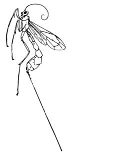 Ichneumon fly